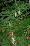 Bottlebrush buckeye